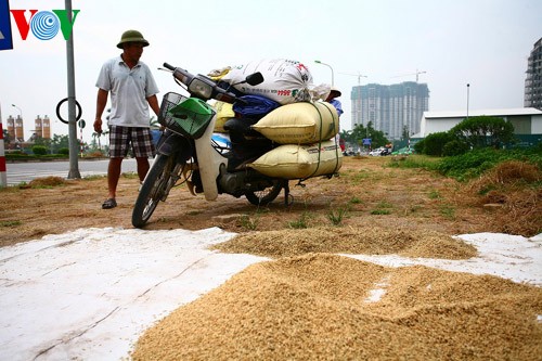 La moisson rizicole en plein Hanoï - ảnh 9